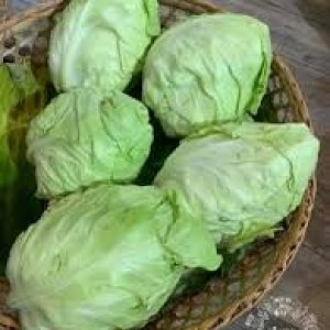 Bắp cải hữu cơ