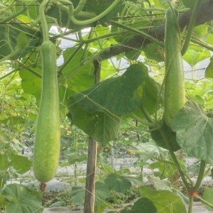 Bầu hữu cơ Mộc Châu