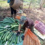 Những thực phẩm giải nhiệt mùa hè nhanh chóng lại cực tốt cho sức khỏe