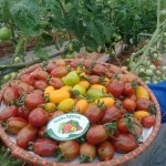 Thực đơn 7 ngày theo chế độ ăn Địa Trung Hải