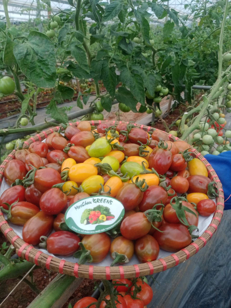 Hoa quả và rau hữu cơ/Fruits & Vegetables organic