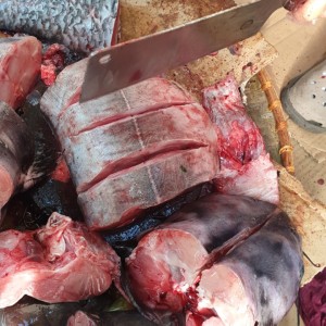 Cá trắm đen, cá lăng, rô phi hữu cơ Ba Tốt