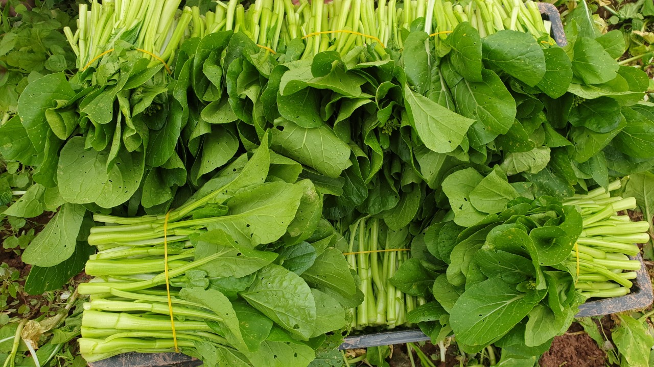 Rau củ quả hữu cơ/Organic Vegetables- Fruit