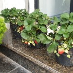 Video về các nguyên nhân đau lưng và cách điều trị