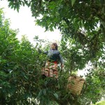 Chè Shan tuyết đánh chiếm thị trường Âu, Mỹ, nhân rộng diện tích hữu cơ