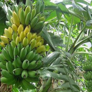 Chuối tây Sơn La