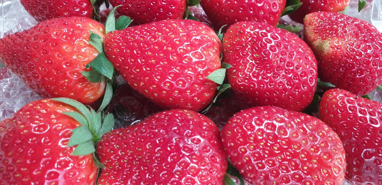 Dâu tây BA TỐT hữu cơ organic