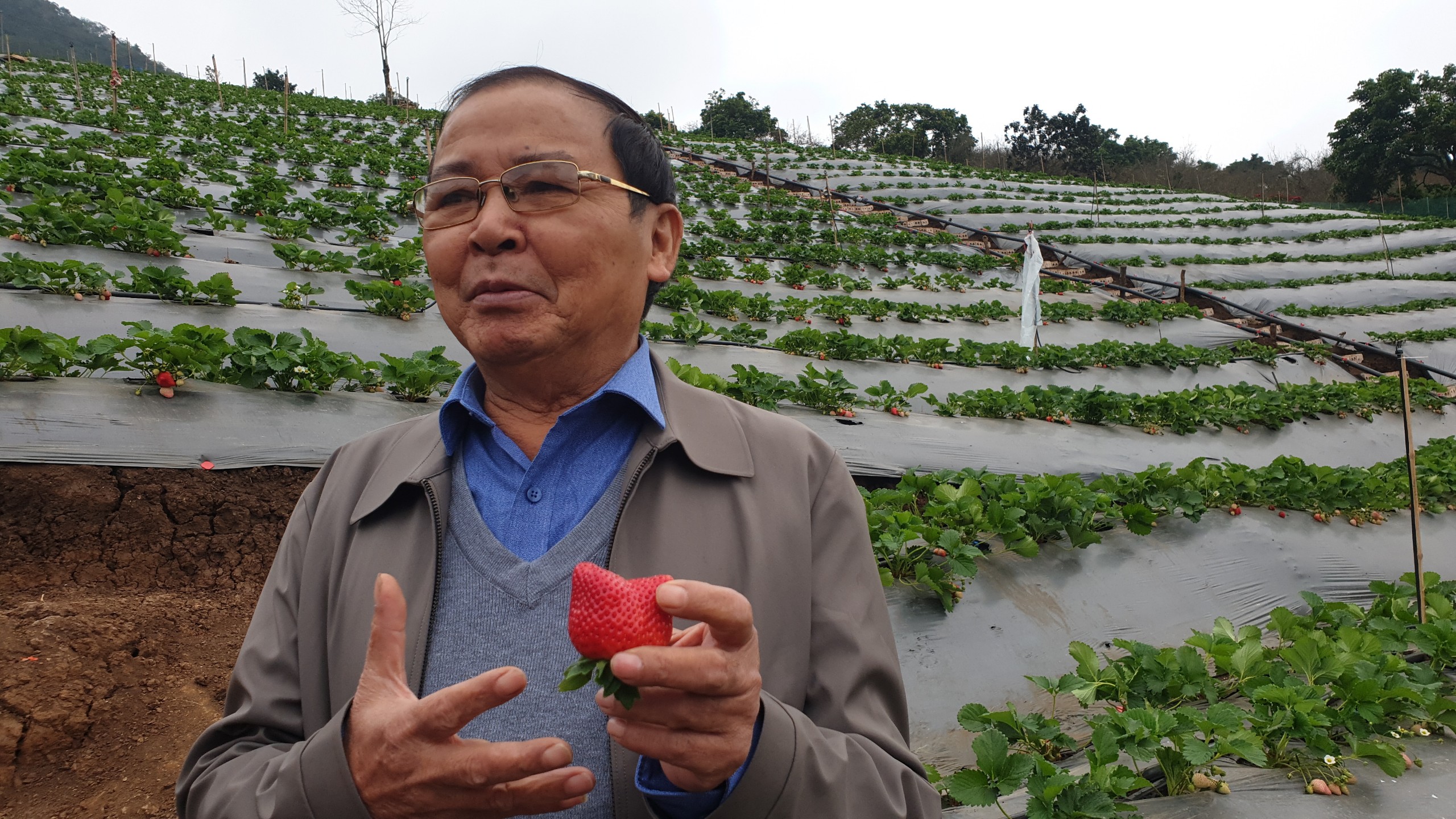 BA TỐT hữu cơ organic