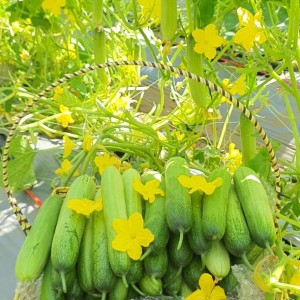 Dưa chuột nếp hữu cơ Mộc Châu / Organic Cucumber from Moc Chau