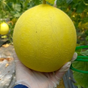 Trái cây hữu cơ