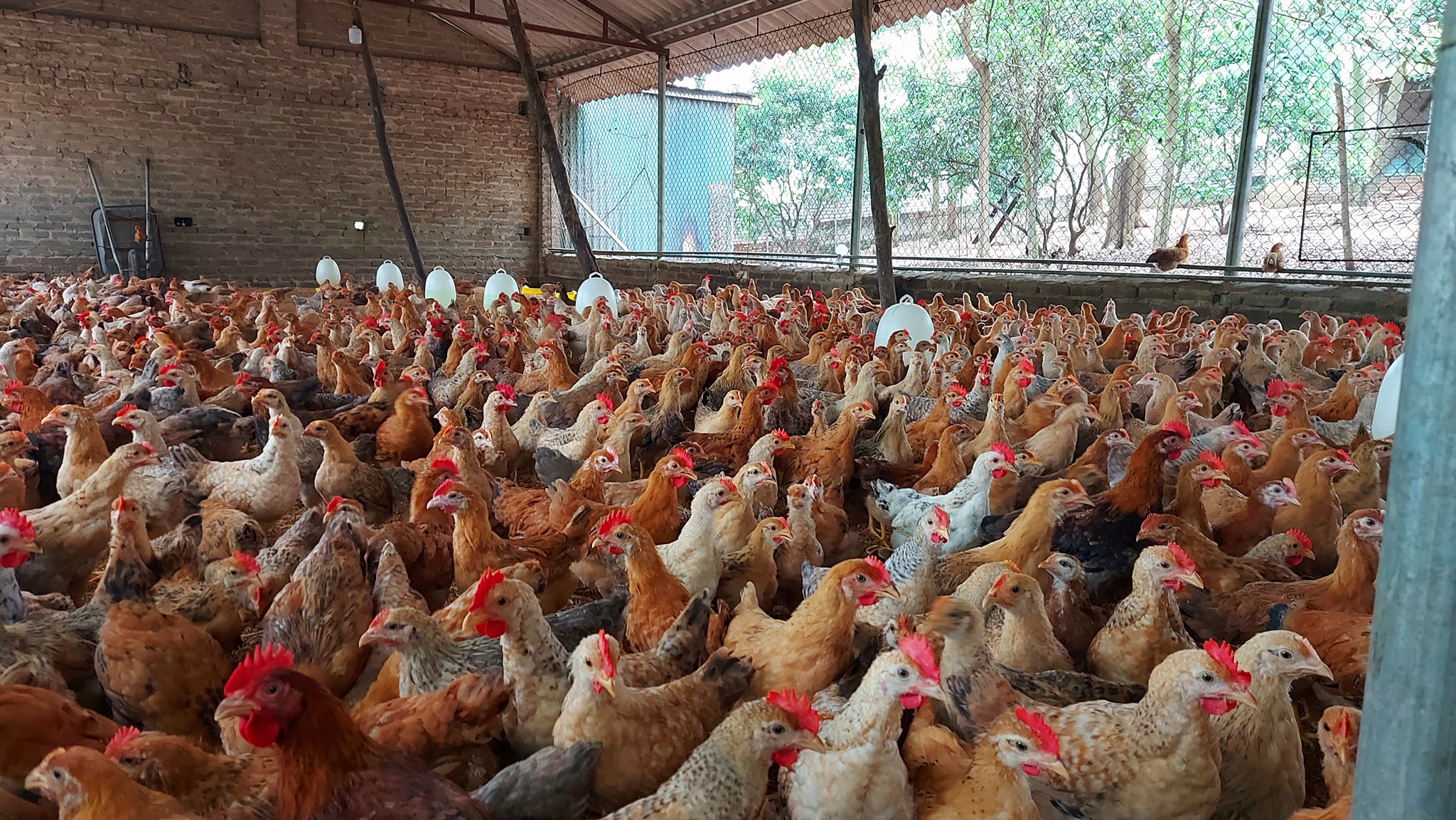 Thịt lợn, thịt gà hữu cơ /Raw Meats