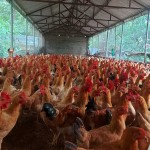 Tự làm chế phẩm vi sinh xử lý phân gà ra phân hữu cơ