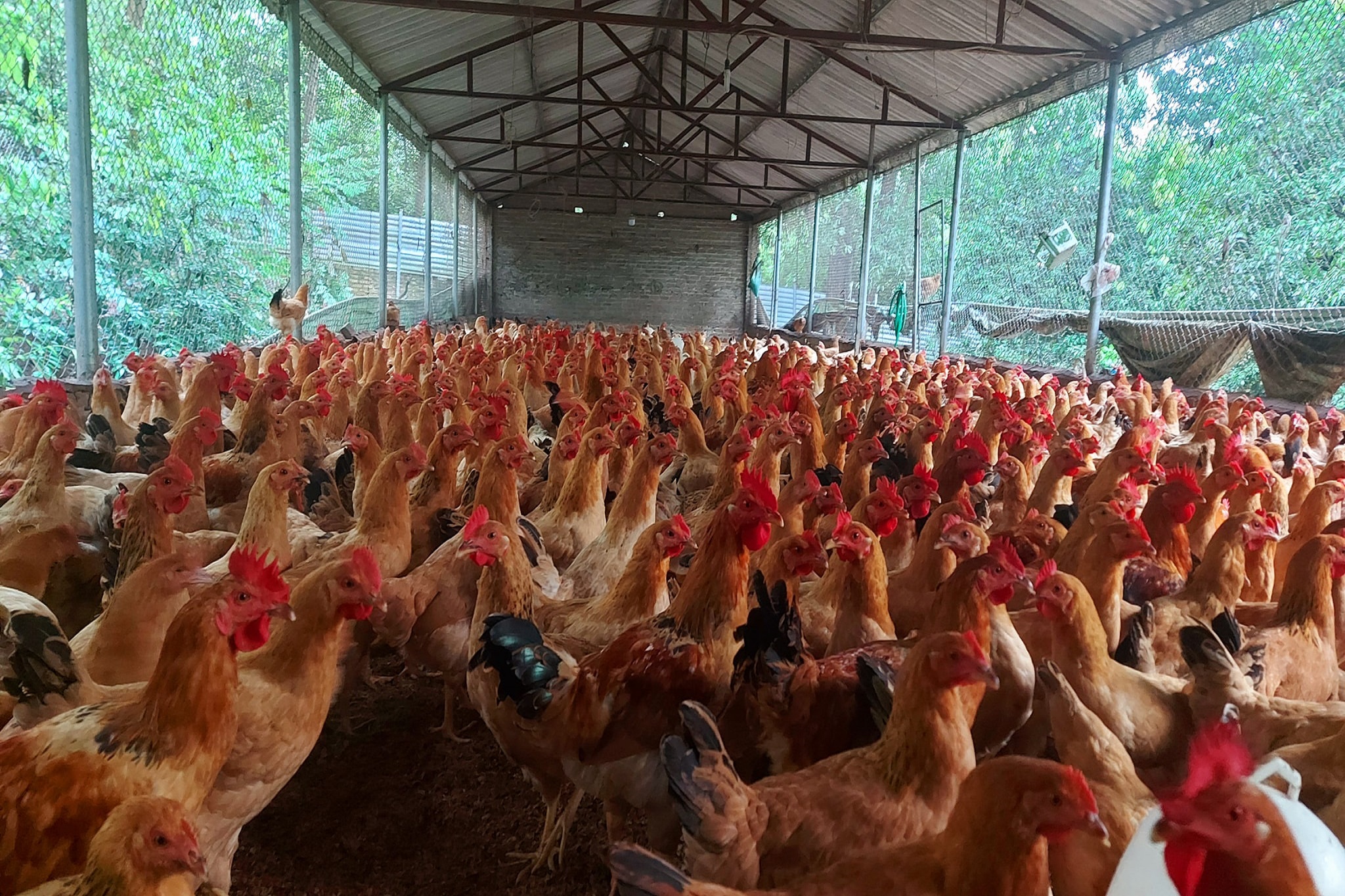 Thịt lợn, gà, trứng hữu cơ sinh học/Raw Meats, egg,