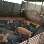 Thịt lợn hữu cơ mô hình hữu cơ Ba Tốt