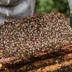 Mật ong nội Ba Tốt