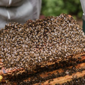 Mật ong nội thuận tự nhiên Thái Hòa