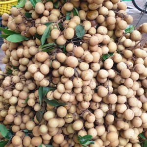 Nhãn , đặc sản Sơn La