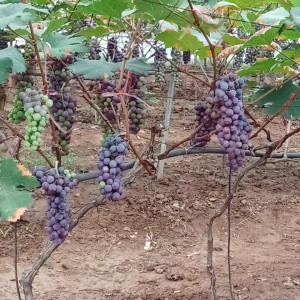 Nho mẫu đơn (nho xanh), nho hạ đen hữu cơ không hạt