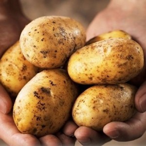 Khoai tây/Potatoes Mộc Châu