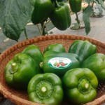 Ớt chuông Mộc Châu