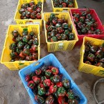 Ớt chuông Mộc Châu