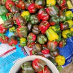 Ớt chuông Mộc Châu