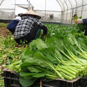 Rau cải ngọt hữu cơ