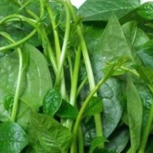 Rau mùng tơi hữu cơ