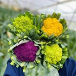 9 loại rau quen thuộc giúp thúc đẩy sản xuất collagen đẹp da và ngăn ngừa lão hóa