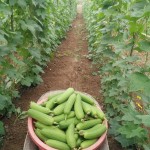 Mướp , mướp hương