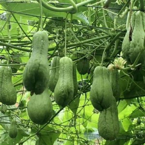 Su su bao tử Mộc Châu