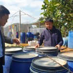 Tác hại của phân đạm u rê ( đạm vô cơ) trong canh tác nông sản thông thường